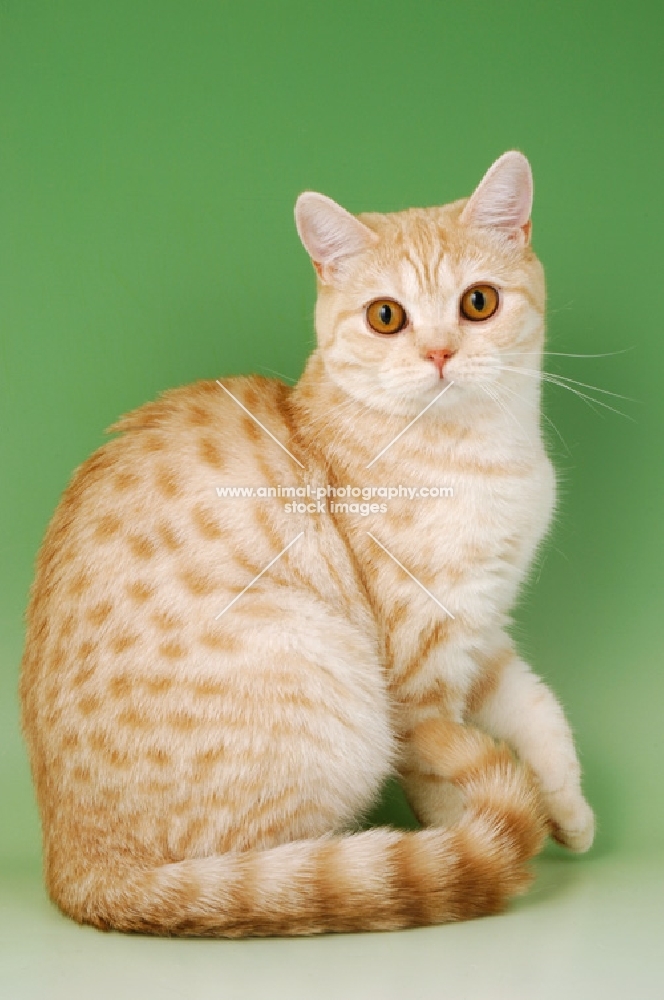 red spotted tabby british shorthair cat