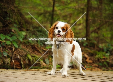 Cavalier King Charles Spaniel standing with forest in background. 