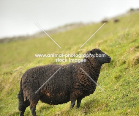 black welsh mountain on hill side