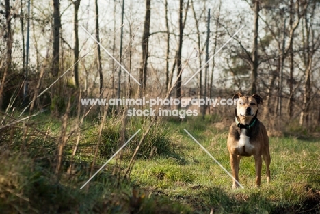 mongrel dog standing in forest