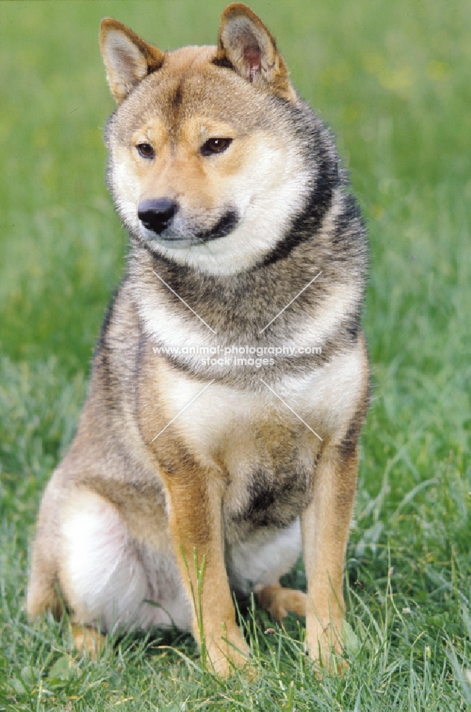 Shiba Inu sitting on grass