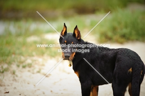 Beauceron