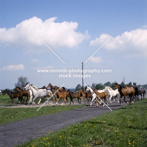 herd of Polish Arab mares and foals running