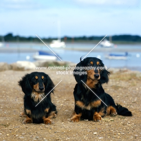 standard and miniature long haired dachshund sitting on the sea shore
