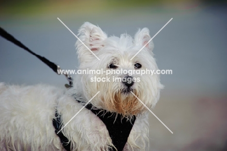 West Highland White Terrier