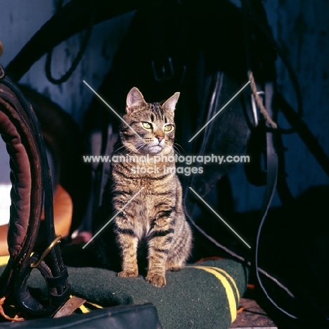 tabby cat in a tack room