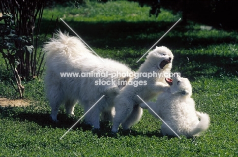 Samoyed puppies playing