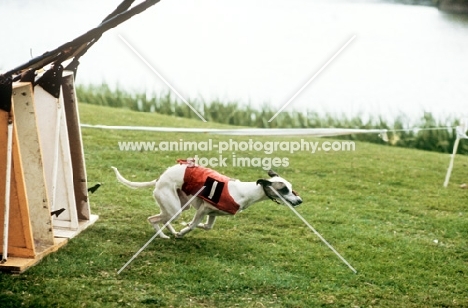 racing whippets in jacket leaving trap