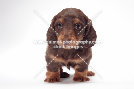 longhaired miniature Dachshund puppy on white background, front view