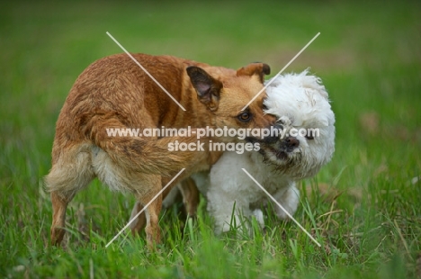 small mongrel dog and lhasa apso playing fight