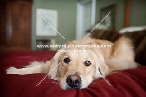 golden retriever lying on bed