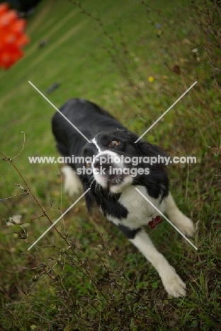 Border Collie waiting for the ball, funny face