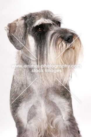 Salt & Pepper Schnauzer, Australian Champion