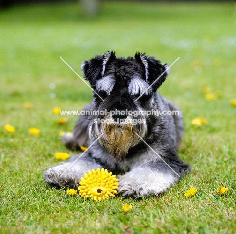 miniature schnauzer with toy