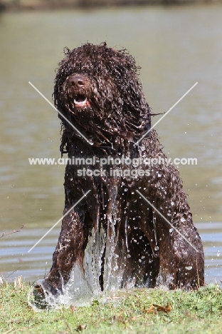 Barbet getting out of water