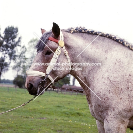 Belgian heavy horse stallion, portrait