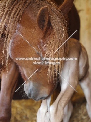 Suffolk Punch caring for foal