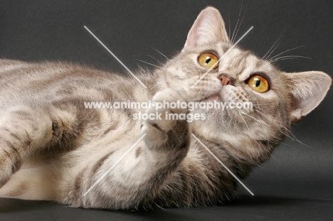 blue classic tabby American Shorthair cat looking at something