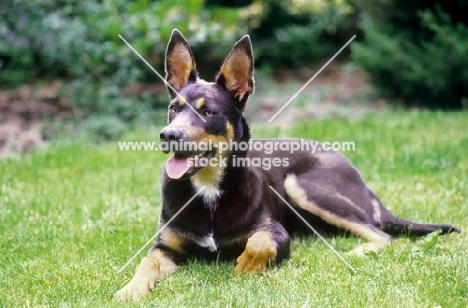 blue smoke Australian Kelpie