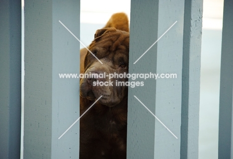 brown Shar Pei peaking through