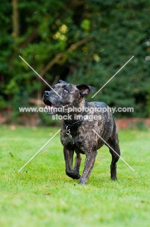 Staffordshire Bull Terrier playing and listening to owner