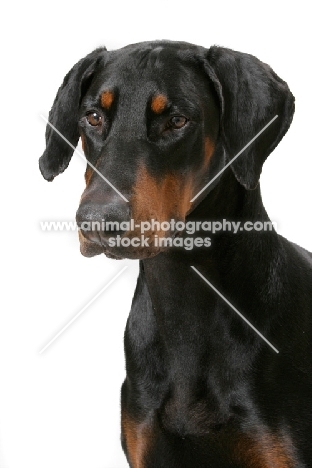 Australian Champion Dobermann