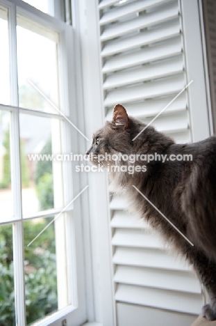 cat looking out of window