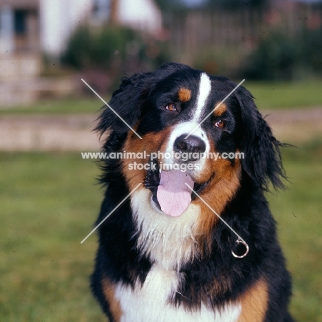 bernese mountain dog with head on one side