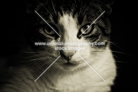 Tabby and white cat on black background