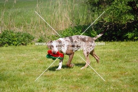 Louisiana Catahoula Leopard dog with slippers in its mouth