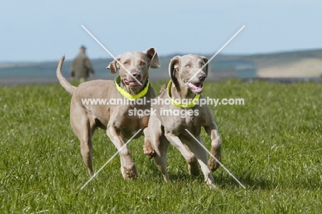 two Weimaraners playing