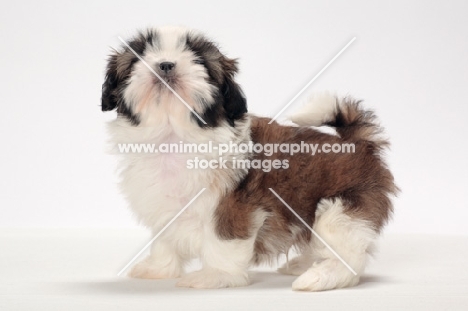 chocolate and white Shih Tzu puppy, looking at camera