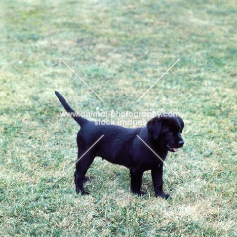 black labrador puppy on grass