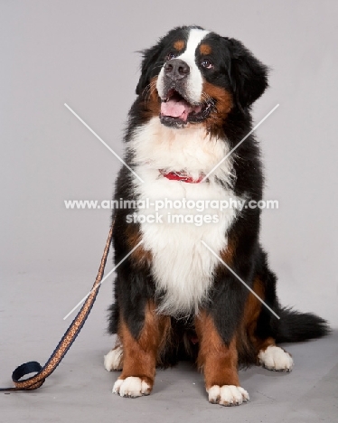 Bernese Mountain Dog (Berner Sennenhun) on lead