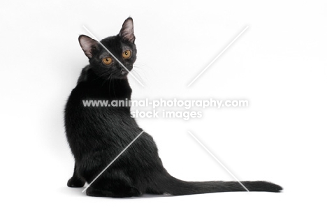 black bombay cat sitting down, on white background