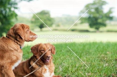 Nova Scotia Duck Tolling Retrievers