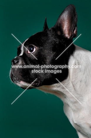 cute French Bulldog in green studio