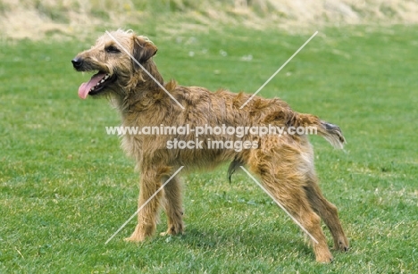 Westfalen Terrier (aka German working terrier) side view