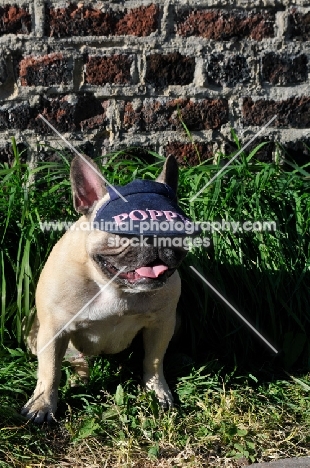 French Bulldog wearing a hat reading the name Poppy