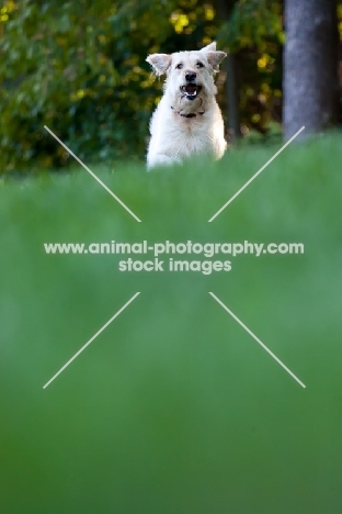 Goldendoodle running on grass