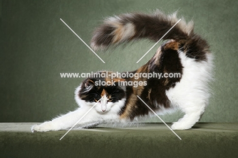 Norwegian Forest Cat stretching