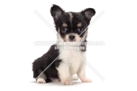 longhaired Chihuahua puppy on white background