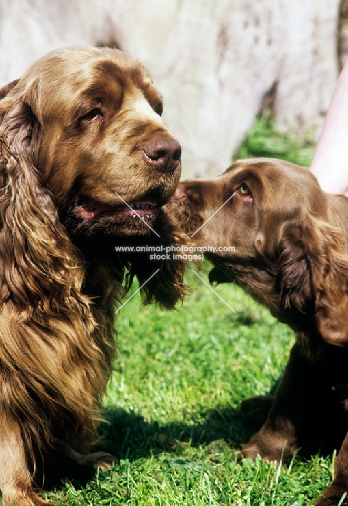 sh ch topjoys sussex nutmeg, sussex spaniel and puppy nuzzling her