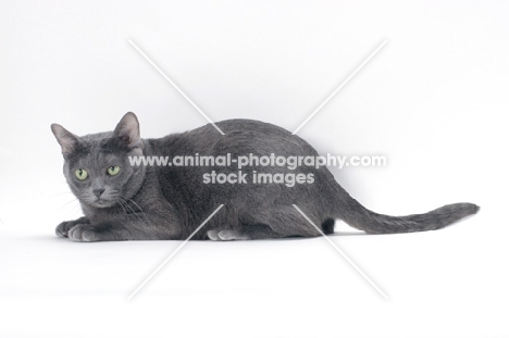 blue Korat cat lying on white background in studio