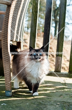 Ragdoll on terrace