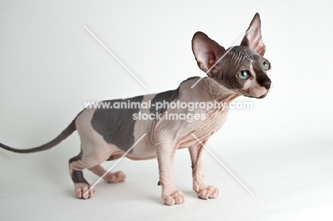 young sphynx cat side view