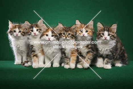 line up of Nowegian Forest kittens