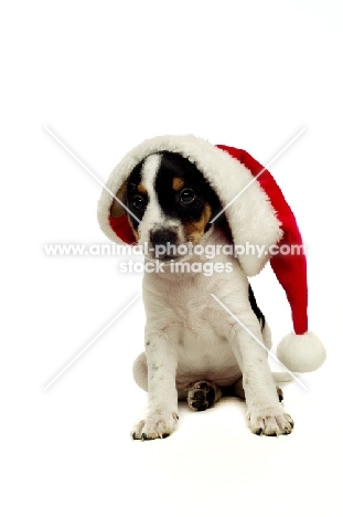 Jack Russell Terrier puppy wearing Christmas hat