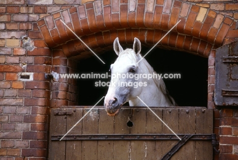 hanoverian looking over stable door