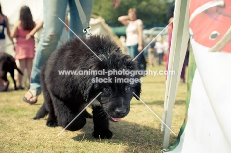 Newfoundland pup